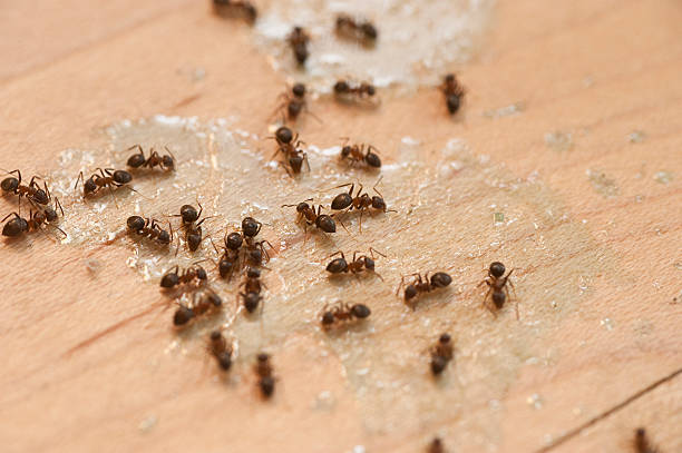 Best Mosquito Control Services  in Double Oak, TX
